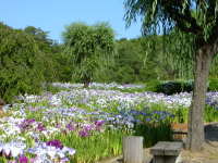 柳田村植物公園
